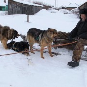 Илья Федорович Рокин и его собачья упряжка